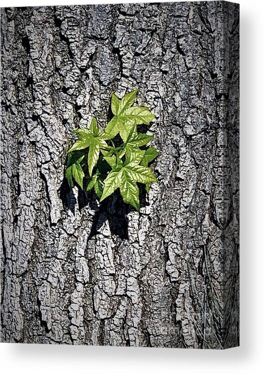 Star Canvas Print featuring the photograph Tuesdays With Saint Anthony - The Star-leaved Sweetgum by Tiesa Wesen