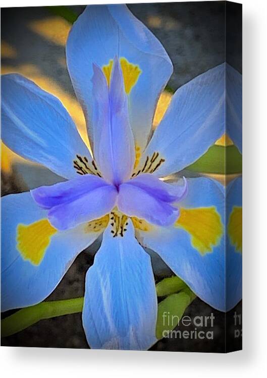 Flower Canvas Print featuring the photograph Dietes Grandiflora. The Fortnight Lily Known As The Wild Iris by Tiesa Wesen