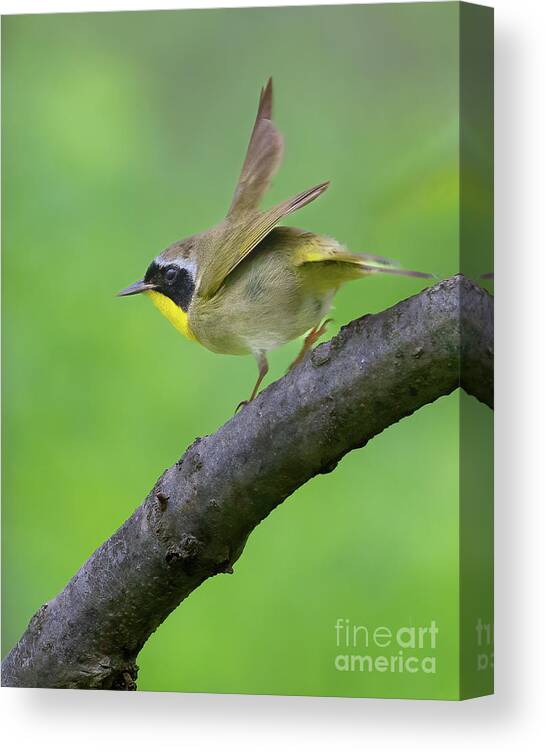 Animal Canvas Print featuring the photograph Warbler Ready for Takeoff by Chris Scroggins