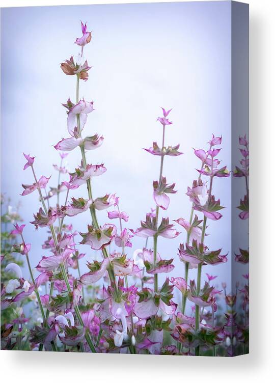 Clary Sage Canvas Print featuring the photograph Whispers Of Clary Sage by Karen Wiles