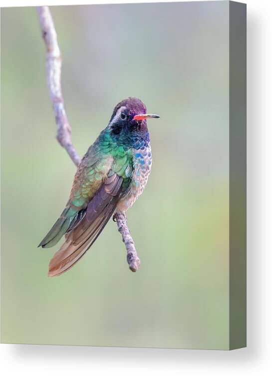 Hummingbird Canvas Print featuring the photograph White-eared Hummingbird by James Capo
