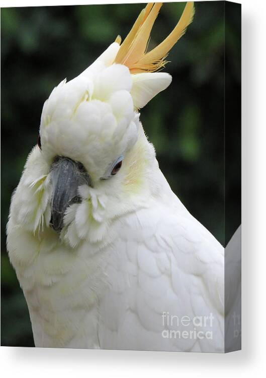 Bird Canvas Print featuring the photograph White One by Mary Mikawoz
