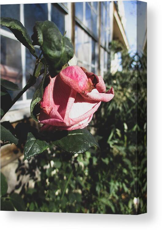 Rose Canvas Print featuring the photograph Winter Rose by W Craig Photography