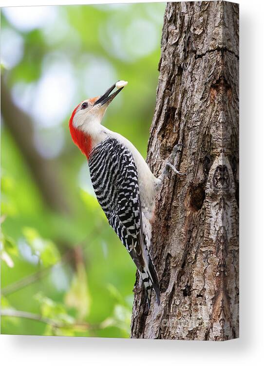 Woodpeckers Canvas Print featuring the photograph Woodpecker Cache and Carry by Chris Scroggins
