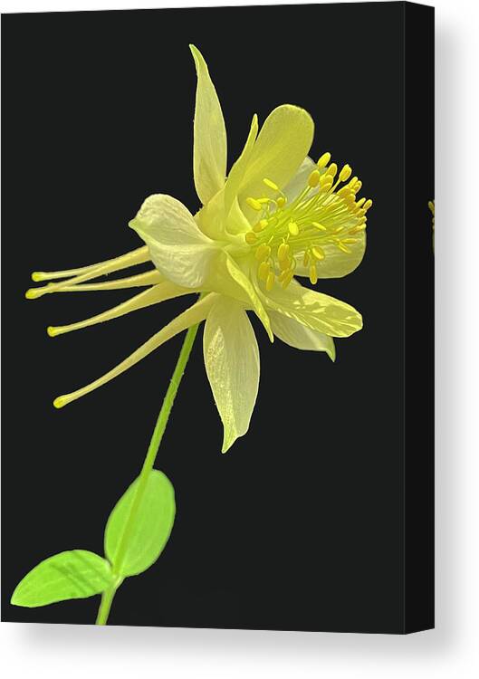 Yellow Flower Canvas Print featuring the photograph Yellow beauty by Silvia Marcoschamer