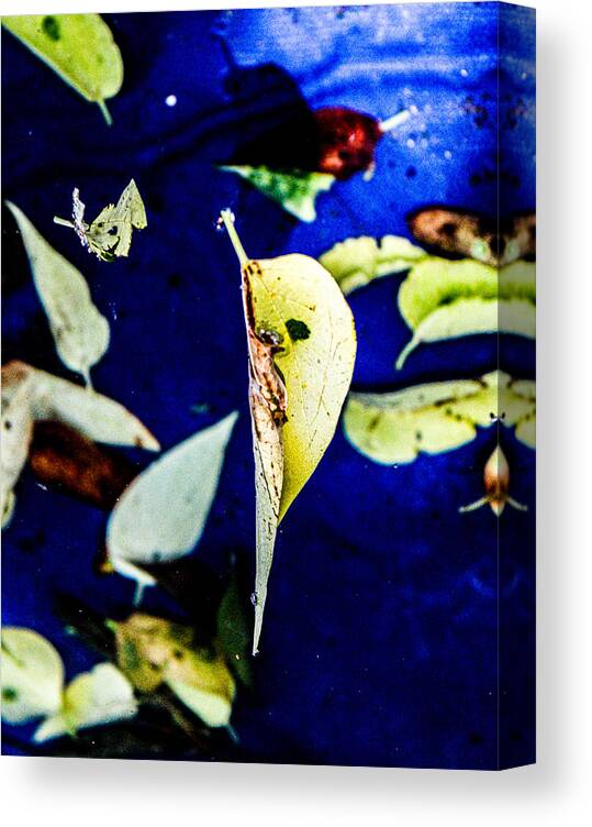 Leaves Canvas Print featuring the photograph Yellow Floating Leaves by W Craig Photography