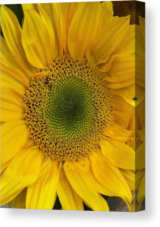 Sunflower Canvas Print featuring the photograph Yellow Sunflower by Lisa Pearlman