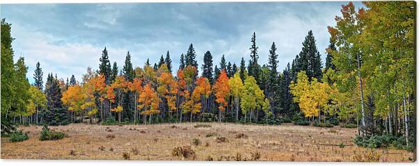 Multicolored Aspen Grove on the way to Hopewell Lake - Carson National Forest - Northern New Mexico by Silvio Ligutti