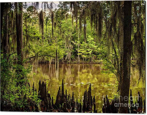 caddo Lake Canvas Print featuring the photograph Hiding on Caddo Lake by Tamyra Ayles
