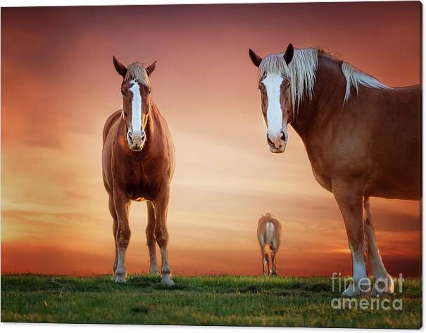 belgian Draft Horse  Canvas Print featuring the photograph We're Listening by Tamyra Ayles
