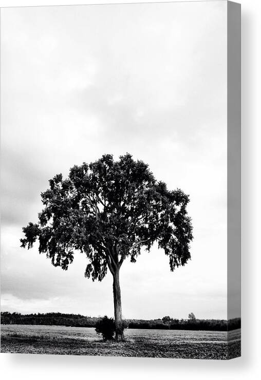 Tree Canvas Print featuring the photograph The Tree Again by Kreddible Trout