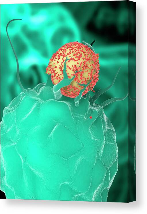 Virus Canvas Print featuring the photograph Hiv Particles And Dendritic Cell #1 by Ramon Andrade 3dciencia