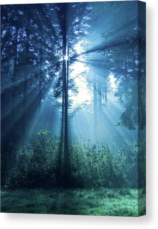 Nature Canvas Print featuring the photograph Magical Light by Daniel Csoka