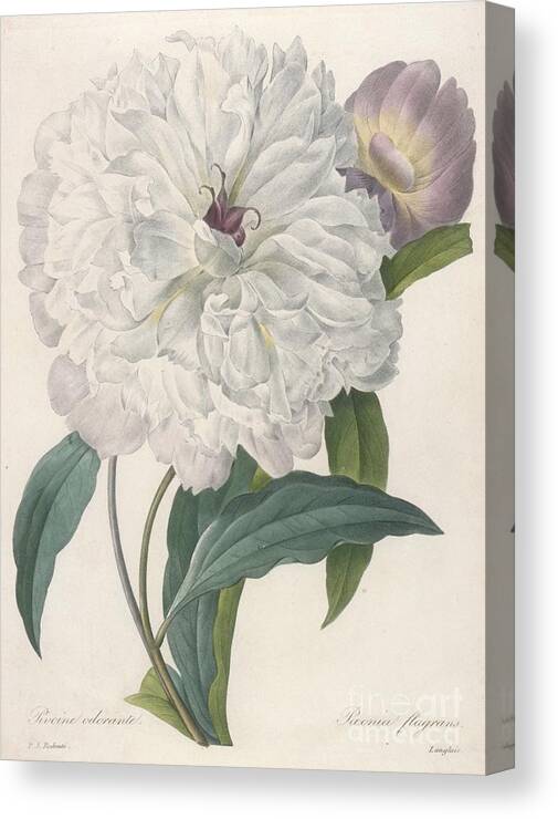 Floral Canvas Print featuring the painting Peony by Pierre Joseph Redoute