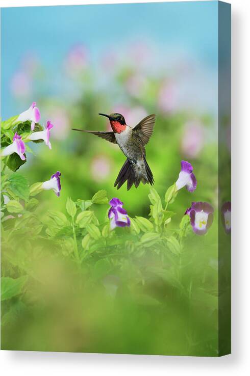 Adult Canvas Print featuring the photograph Ruby-throated Hummingbird Male #1 by Rolf Nussbaumer