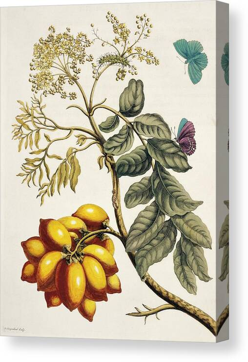 Blossom Canvas Print featuring the photograph Insects Of Surinam by Natural History Museum, London/science Photo Library