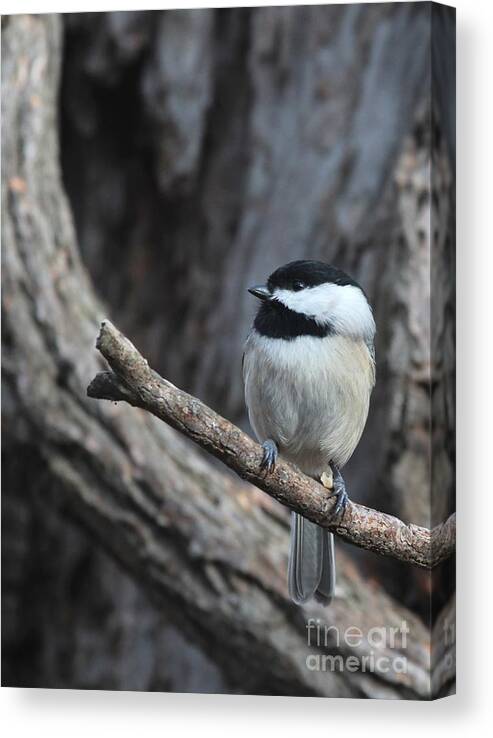 Nature Canvas Print featuring the photograph Black-capped Chickadee #112 by Jack R Brock