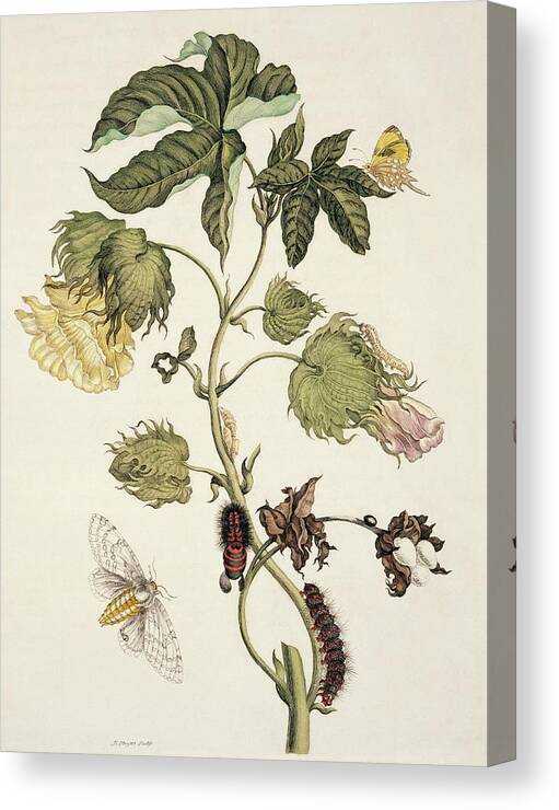 Cotton Canvas Print featuring the photograph Insects Of Surinam #13 by Natural History Museum, London/science Photo Library