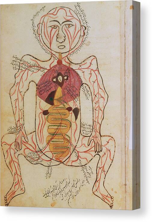 Artery Canvas Print featuring the photograph 15th Century Drawing Of The Gut And Arteries. by National Library Of Medicine/science Photo Library