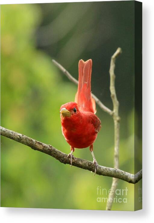 Nature Canvas Print featuring the photograph Summer Tanager #18 by Jack R Brock