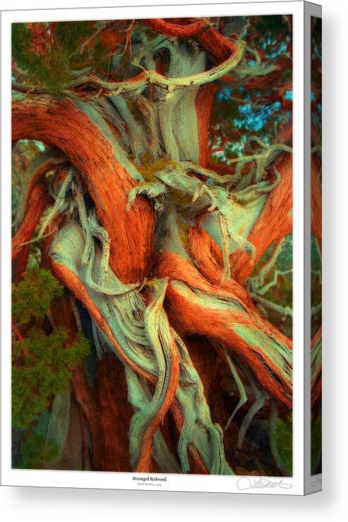 Redwood Canvas Print featuring the mixed media Deranged Redwood by Lar Matre