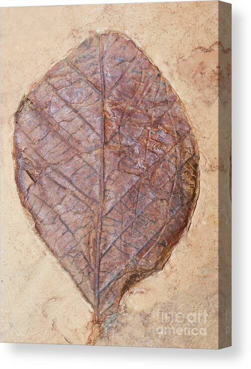 Nature Canvas Print featuring the photograph Leaf Fossil #2 by Millard H. Sharp