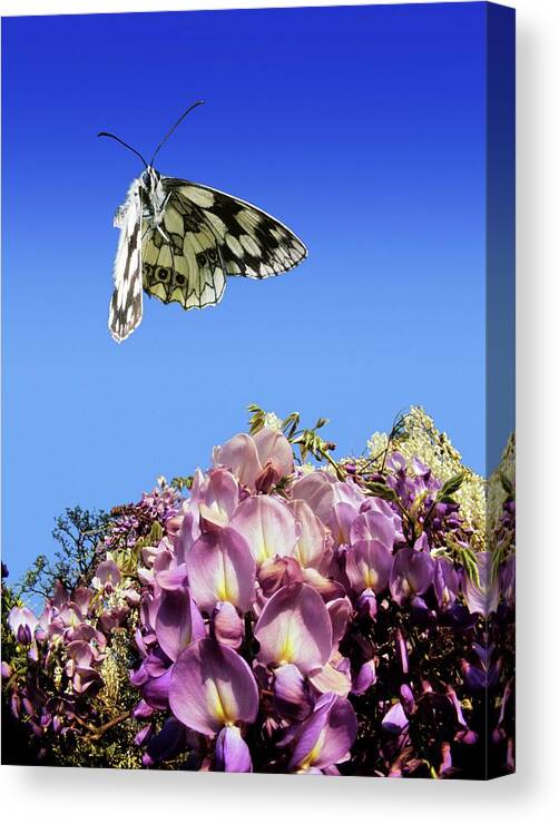 Melanargia Galathea Canvas Print featuring the photograph Marbled White Butterfly #2 by Dr. John Brackenbury/science Photo Library