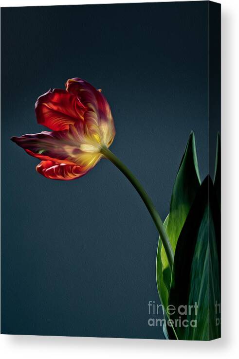 Tulip Canvas Print featuring the photograph Red Tulip #2 by Nailia Schwarz