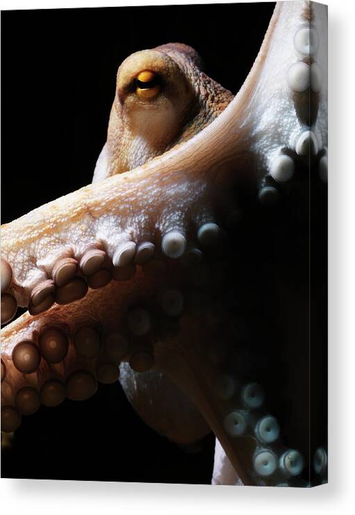 Copenhagen Canvas Print featuring the photograph Common Octopus, Octopus Vulgaris #3 by Henrik Sorensen