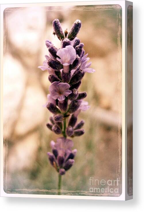 Lavender Canvas Print featuring the photograph Lavender 4 by Nina Ficur Feenan