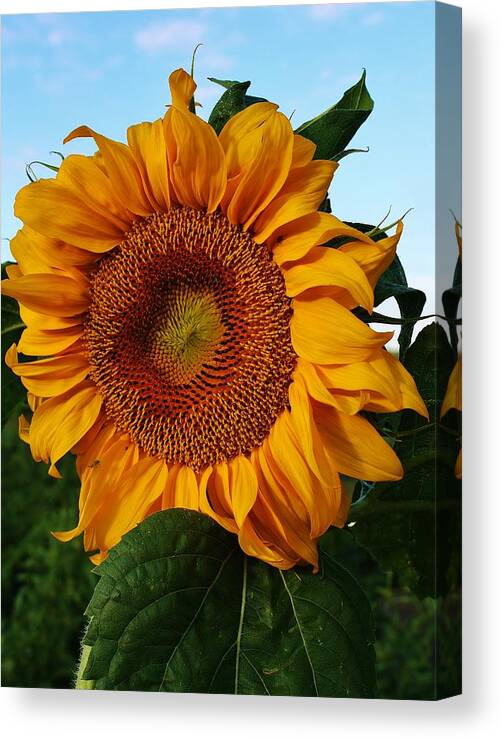 Flora Canvas Print featuring the photograph Basking in the Sun #5 by Bruce Bley
