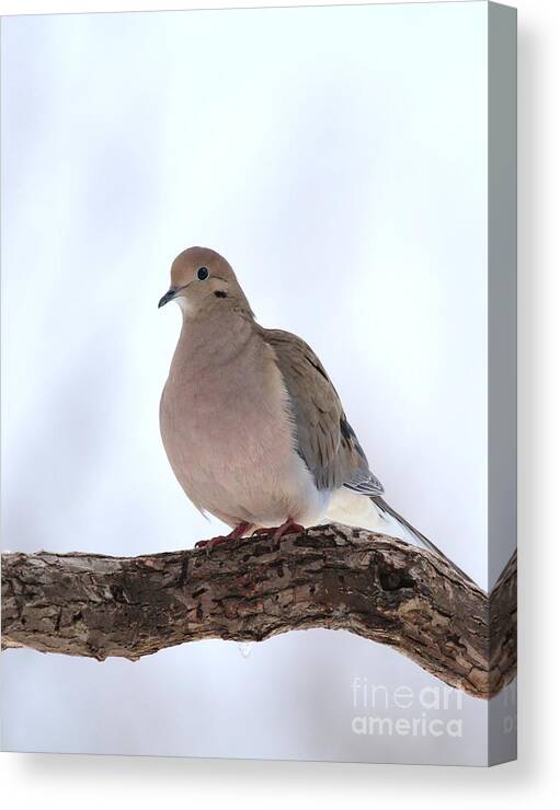 Nature Canvas Print featuring the photograph Mourning Dove #52 by Jack R Brock