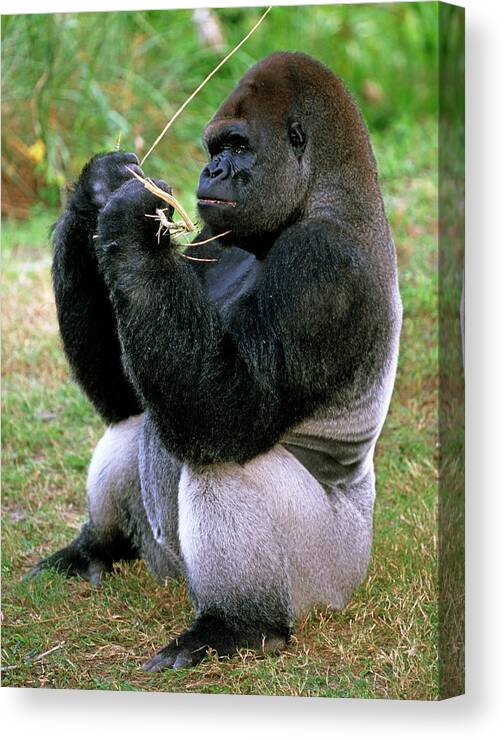 Western Lowland Gorilla Canvas Print featuring the photograph Western Lowland Gorilla #63 by Millard H. Sharp