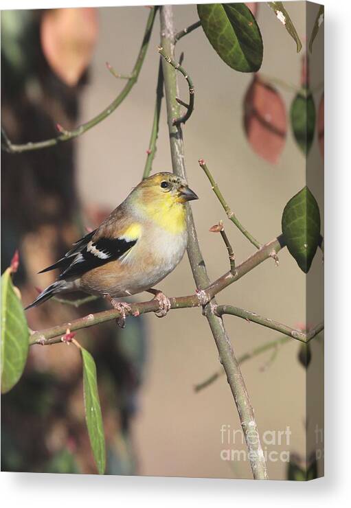 Nature Canvas Print featuring the photograph American Goldfinch #83 by Jack R Brock