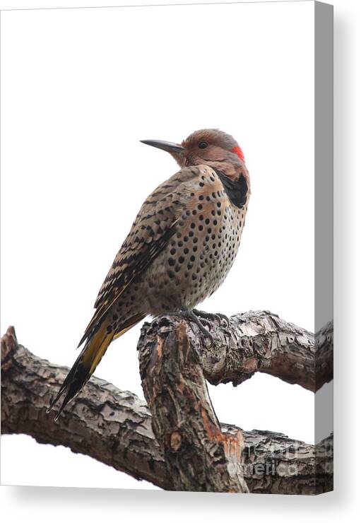 Nature Canvas Print featuring the photograph Northern Flicker #9 by Jack R Brock