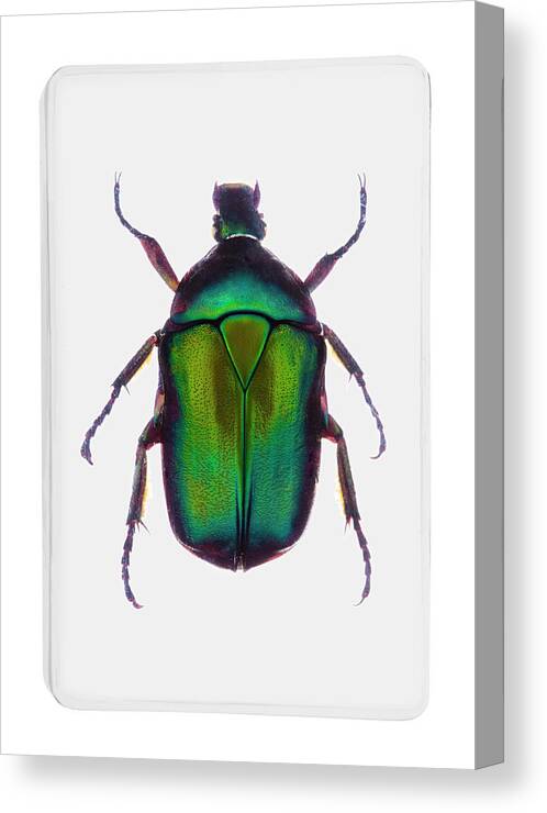 White Background Canvas Print featuring the photograph A Green Metallic Beetle In Clear Resin by Richard Boll