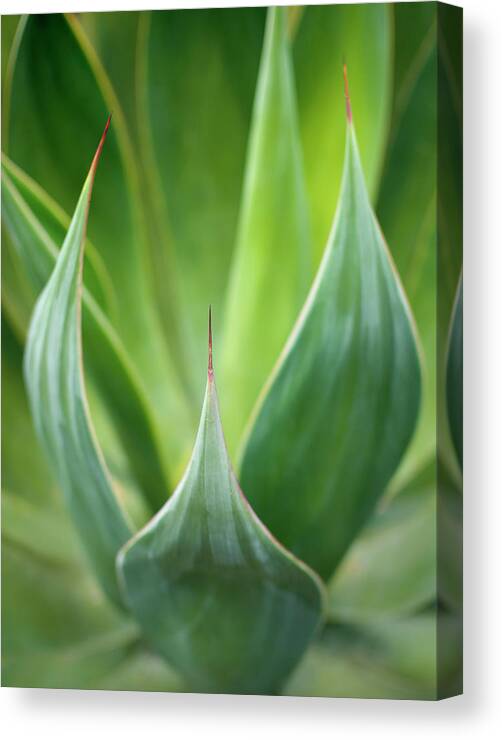 Sharp Canvas Print featuring the photograph Aloe Vera Plant by Peter Starman