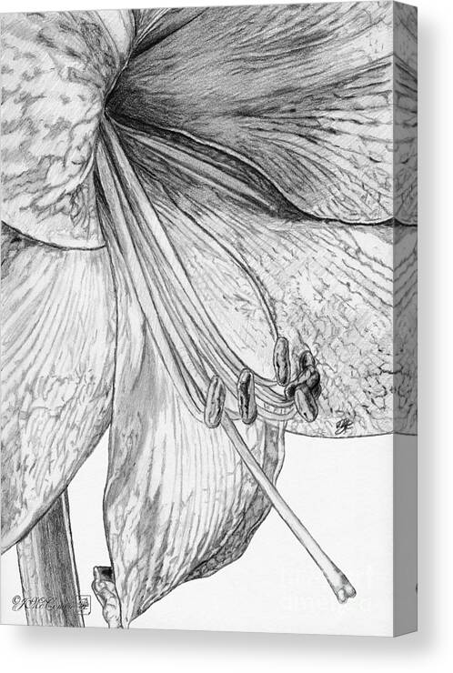 Mccombie Canvas Print featuring the drawing Amaryllis by J McCombie