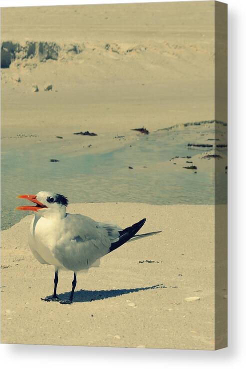 Seagull Canvas Print featuring the photograph Another Seagull at the Beach by Patricia Awapara