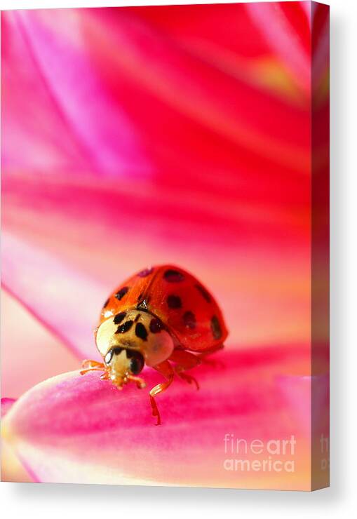 Red Canvas Print featuring the photograph Asian Lady Beetle 2 by Amanda Mohler