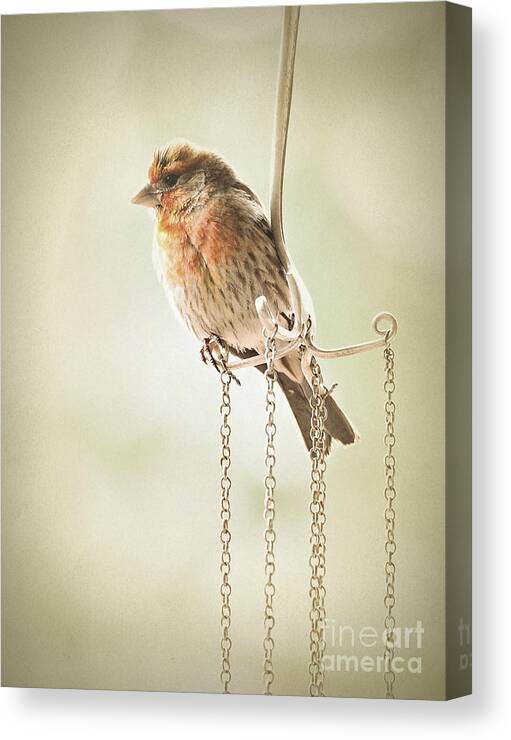 Birds Canvas Print featuring the photograph Atticus by Parrish Todd
