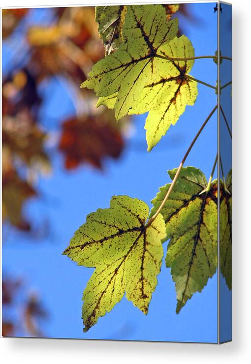 Autumn Canvas Print featuring the photograph Autumn Bokeh by Chris Anderson