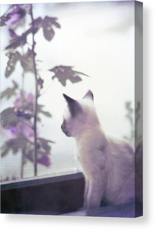 Siamese Canvas Print featuring the photograph Baby Siamese Kitten by Lynn Hansen