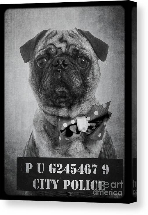 Bad Canvas Print featuring the photograph Bad Dog by Edward Fielding