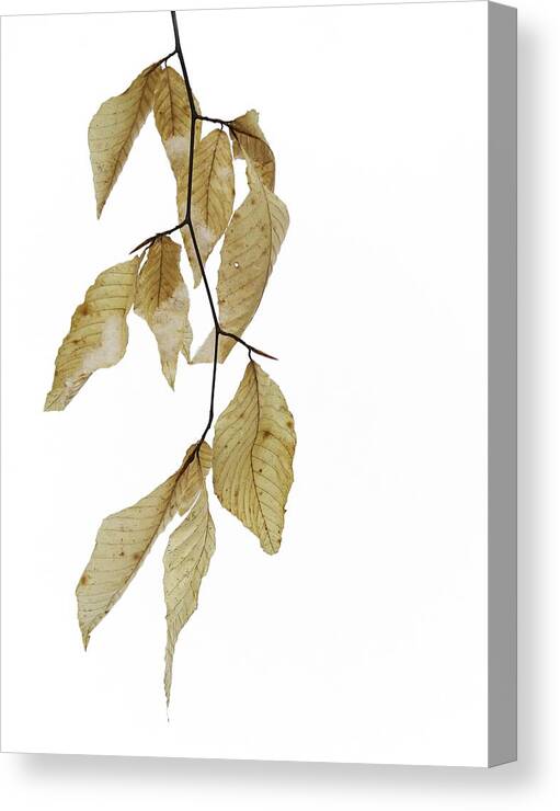 Beech Canvas Print featuring the photograph Beech Study - Arboretum by Alan Norsworthy