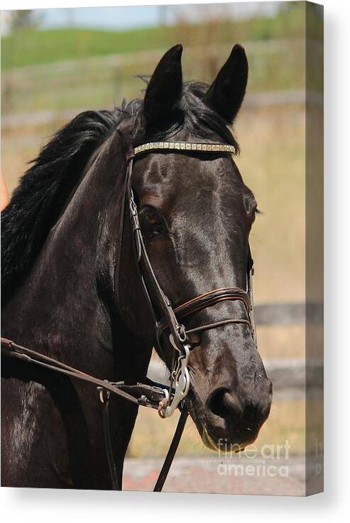 Horse Canvas Print featuring the photograph Black Mare Portrait by Janice Byer
