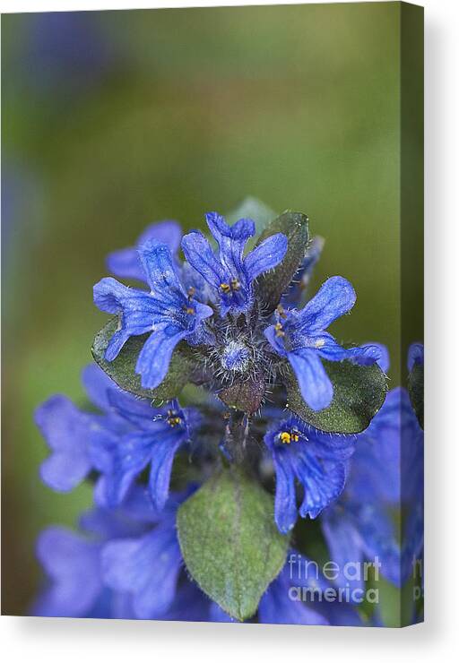 Flower Canvas Print featuring the photograph Blue Ajuga by Lee Craig