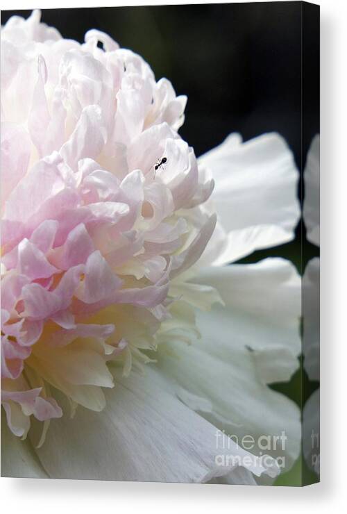 Blush Canvas Print featuring the photograph Blushing Peony by Lilliana Mendez