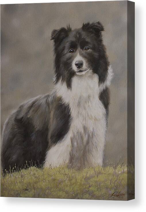 Border Collie Canvas Print featuring the painting Border Collie portrait VIII by John Silver