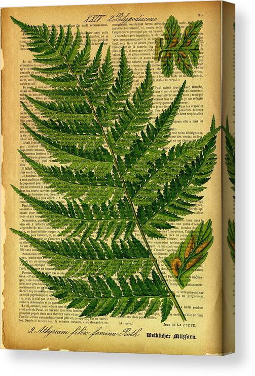 Botanical Canvas Print featuring the digital art Botanical Print on old book page by Lilia S